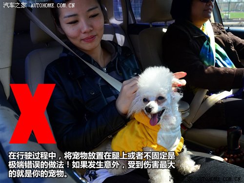 带宠物游玩攻略,带宠物游玩攻略大全