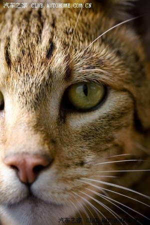 【图】美国公司生产的豹纹猫