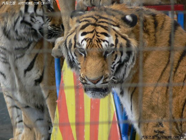 梦见被猫咬了手,起来发图!