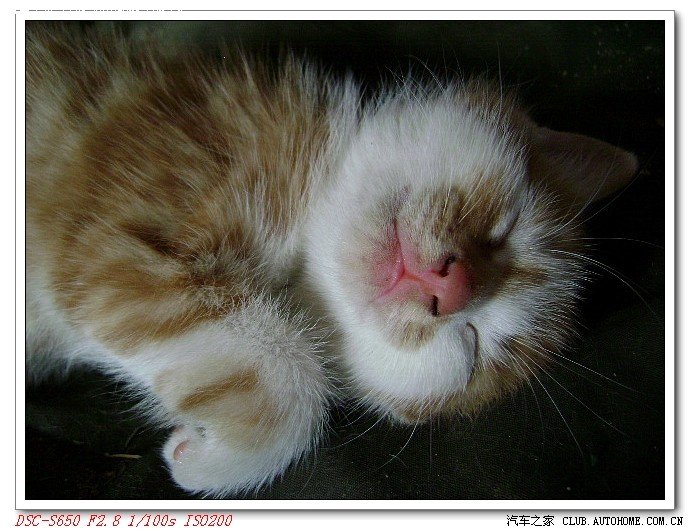 【图】一对小情侣的亲热全过程被偷拍[图]_蒙