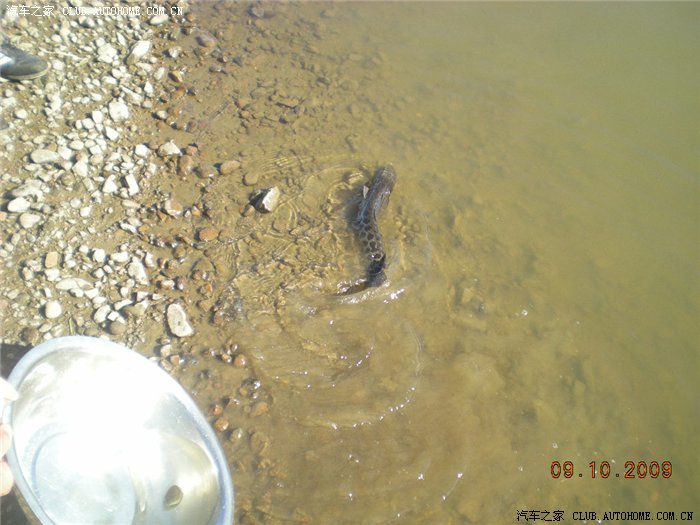 小黑鱼放生记_黑龙江