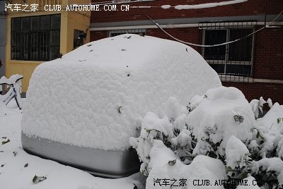 大雪压青松,青松挺且直。(石家庄五十年不遇大