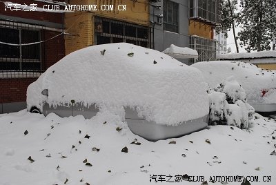 大雪压青松,青松挺且直。(石家庄五十年不遇大