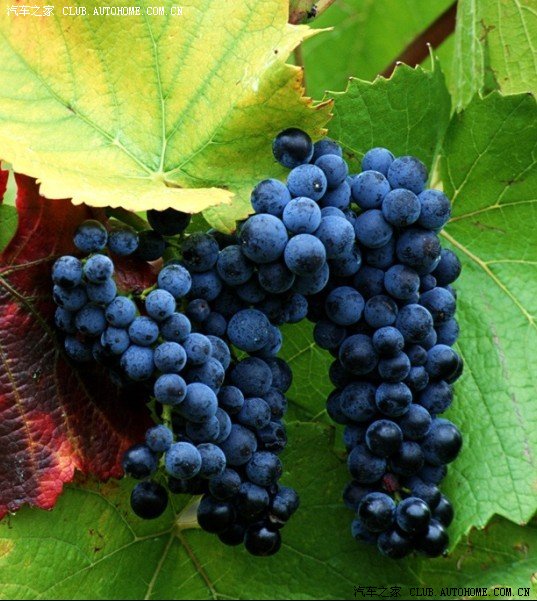 【图】冬季小马 都喝什么 饮料 顺便请大家吃黑