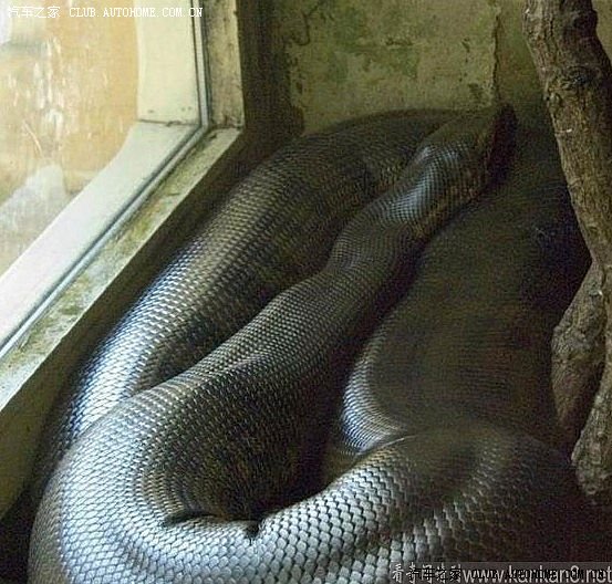 水之困，梦中蟒蛇缠绕的深层解析