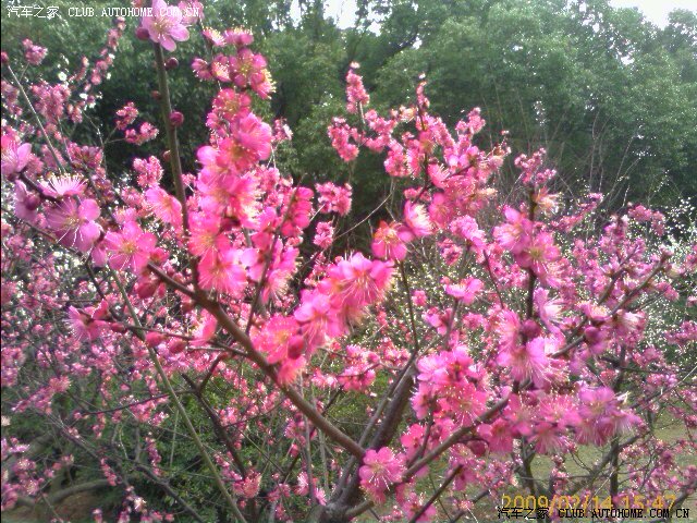 【图】无锡梅园梅花开