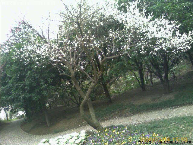 【图】无锡梅园梅花开