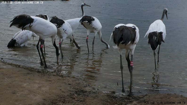 【图】★漫步在中国重工业城市--齐齐哈尔的大