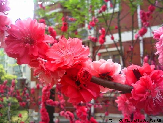 【图】楼下的桃花红艳艳。晒照片。_富康论坛