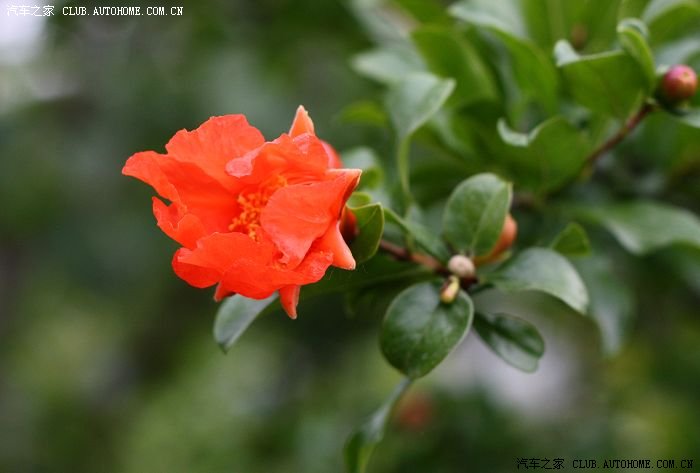 【图】五月榴花照眼明