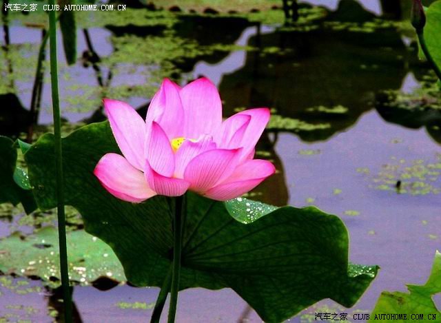 【图】出淤泥而不染,濯清涟而不妖
