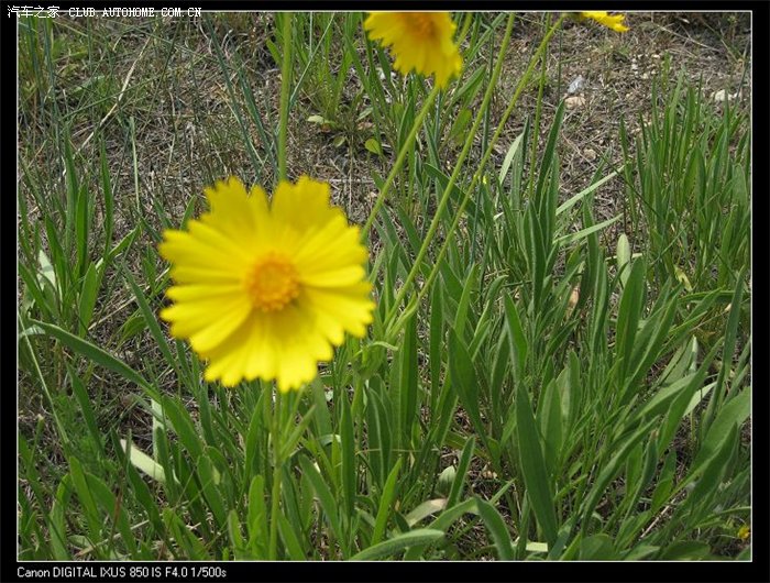 ★菠萝超人--端午节带老大去龙口和蓬莱嗨批~