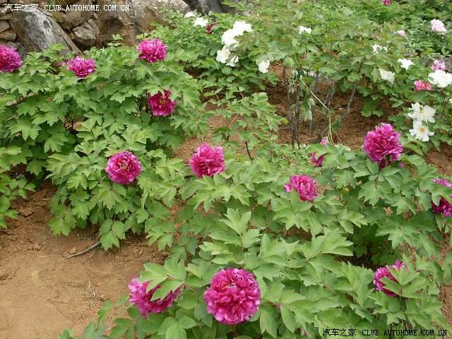【图】首届;安徽南陵丫山花海石林;牡丹花旅游