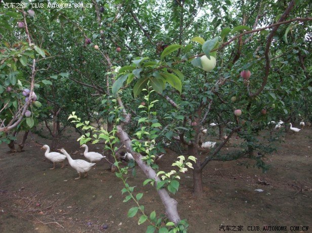 【图】果园出售散养柴鸡 大雁 大鹅_进口凯迪