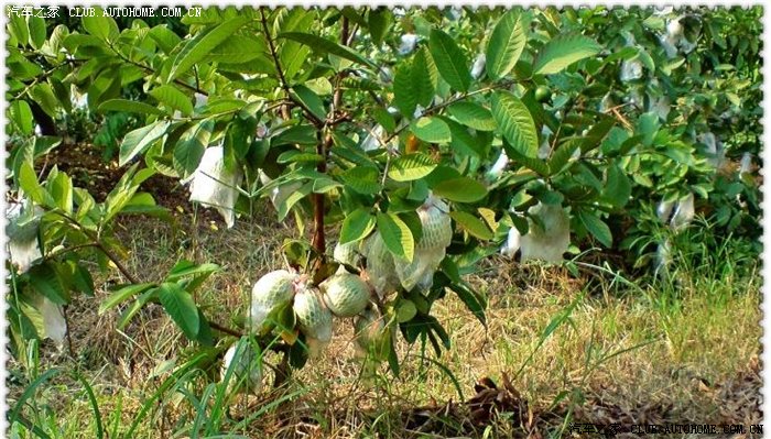 【图】自驾小R玩转真人版开心农场_湖南论坛_汽车之家论坛