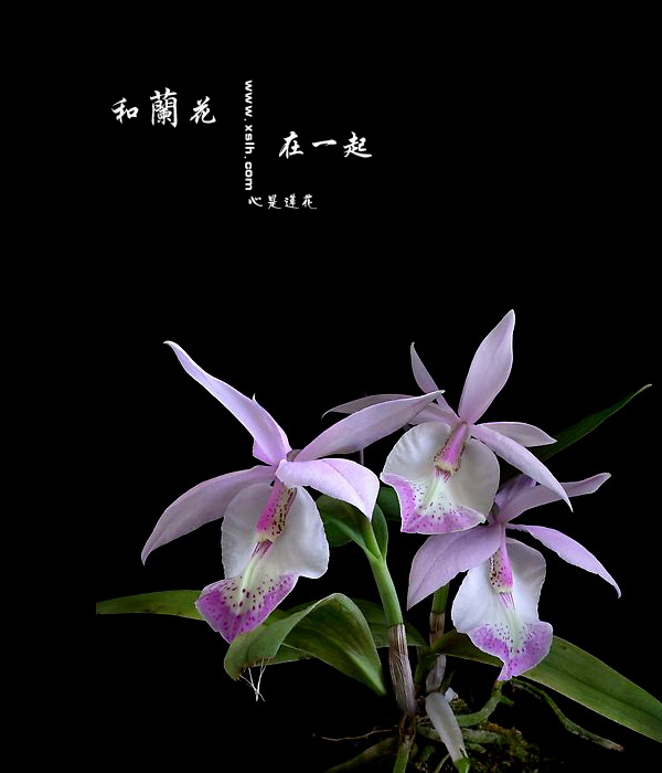 和兰花在一起