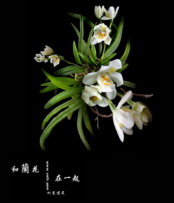 和兰花在一起