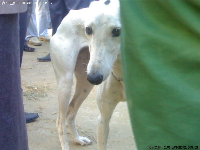 大家见过赛狗的吗?知道什么狗跑的最快吗?请