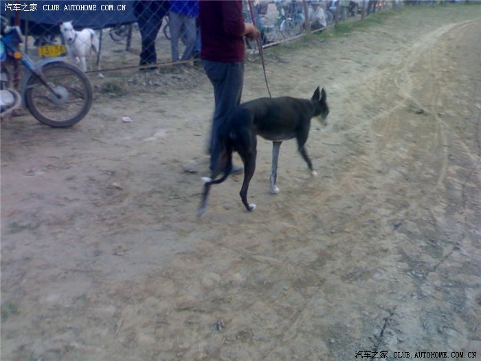 大家见过赛狗的吗?知道什么狗跑的最快吗?请