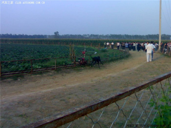 大家见过赛狗的吗?知道什么狗跑的最快吗?请