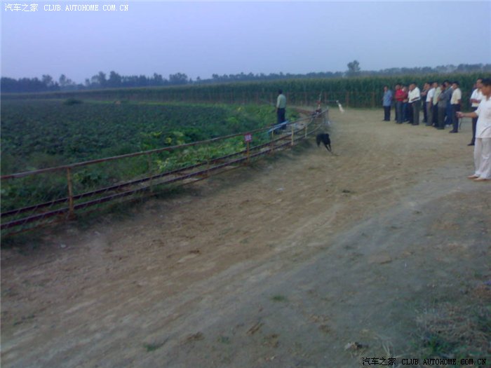 大家见过赛狗的吗?知道什么狗跑的最快吗?请