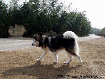 【图】元旦,带<em>老婆孩子</em>弟弟<em>妹妹</em>和狗狗出游_哈