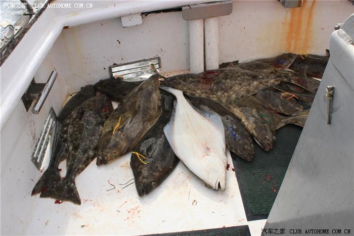 美国阿拉斯加,旧金山,西雅图游记。另附美国考