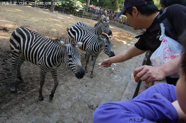 【图】今天很牛,逛上海动物园 云3车停延安西