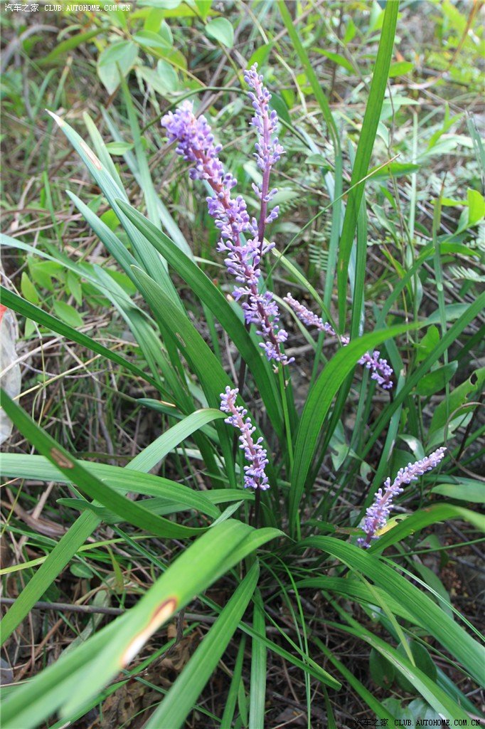 野兰花