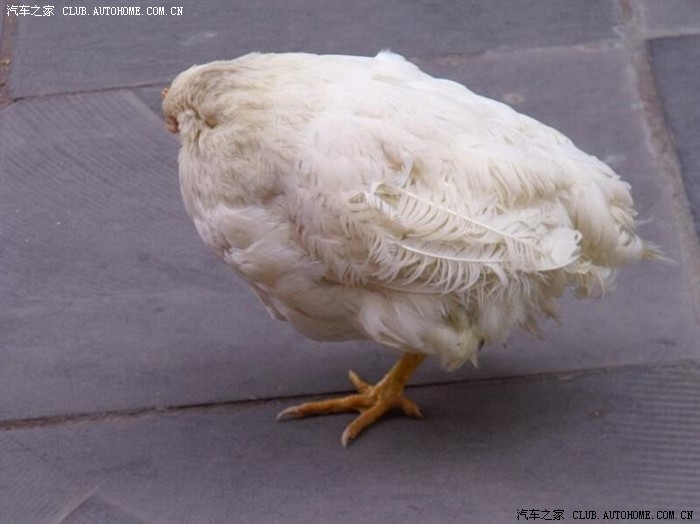 瘟鸡独立