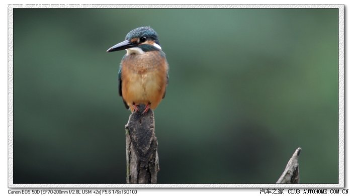 【图】【初到摄影论坛】发片留念---西安的鸟