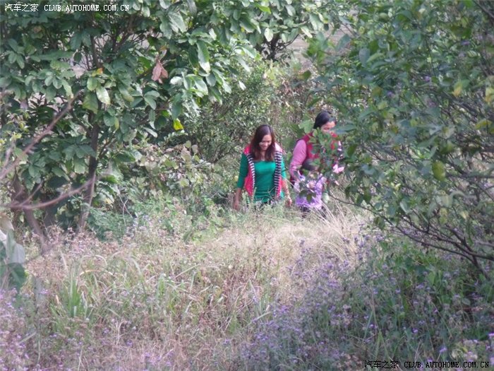 【图】风2自驾四会摘沙糖桔 少量图_风云2论坛