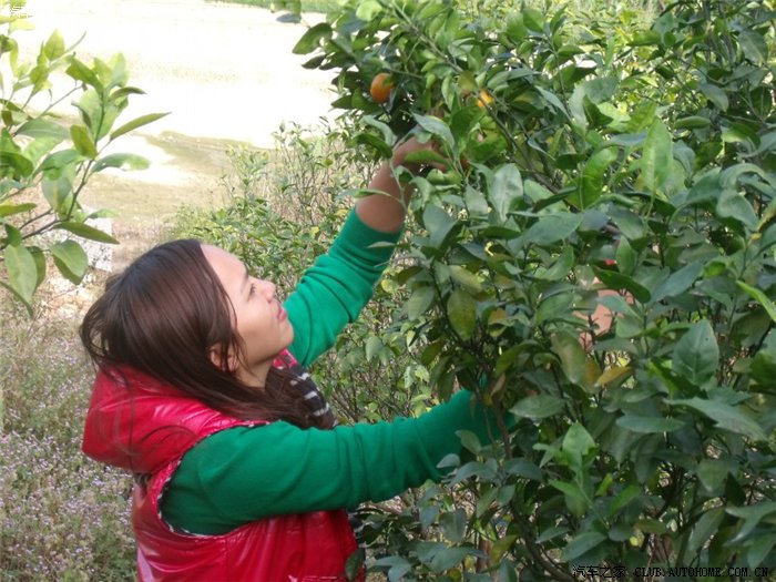 【图】风2自驾四会摘沙糖桔 少量图_风云2论坛