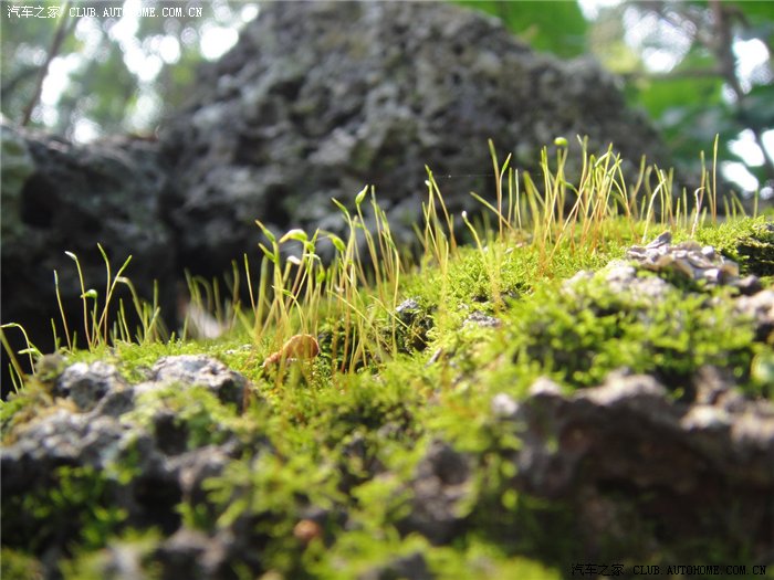 苔藓植物,百万年前岩石风化有它们的功劳.