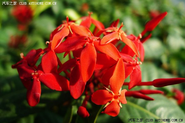 【图】深圳大沙河公园