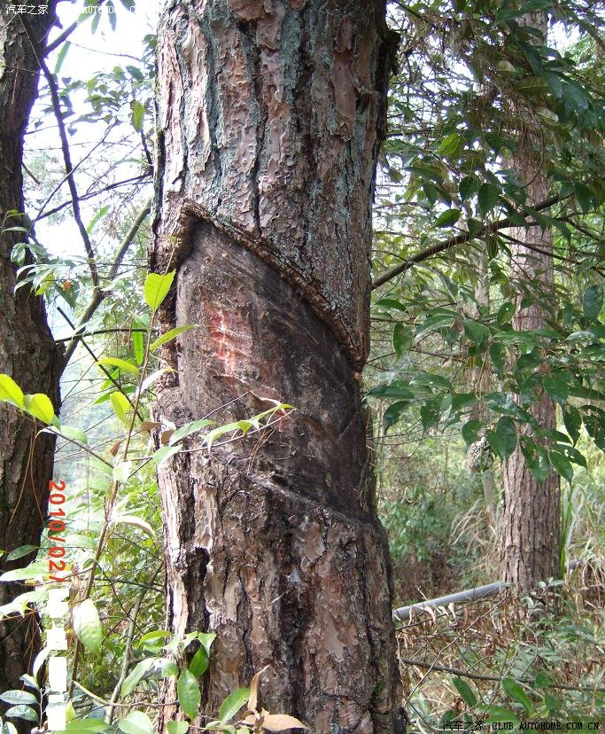 【图】过年回家,收获良多,与大家分享…_比亚