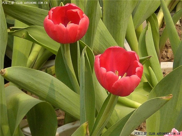 【图】周末全家游植物园看樱花、荷兰郁金香花