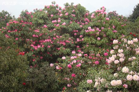 【图】春来二三月,百里杜鹃红_森雅\/森雅M80论