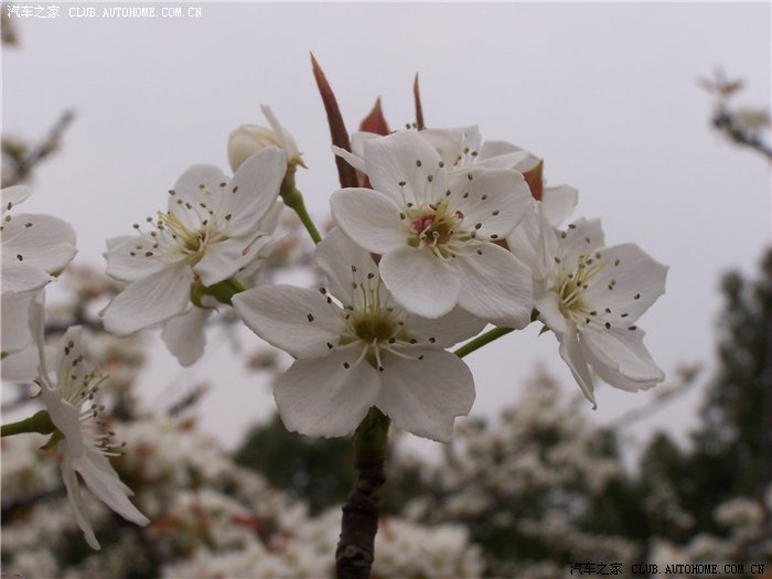 【图】梨花淡白柳深青,柳絮飞时花满城---赏树