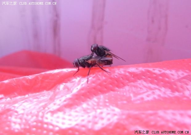【图】闲来无聊,大家看我的苍蝇交尾力作!(世界