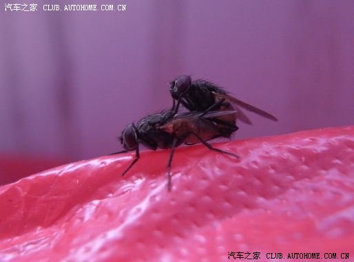 【图】闲来无聊,大家看我的苍蝇交尾力作!(世界
