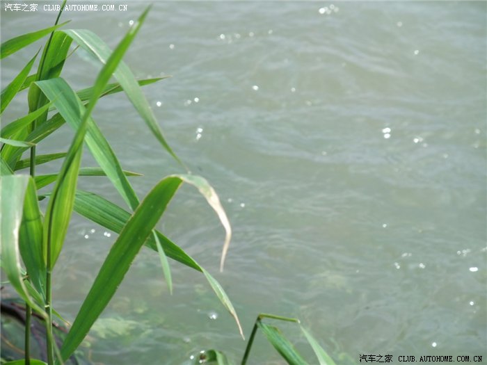 【图】瑞虎感谢上苍。久旱适逢甘霖