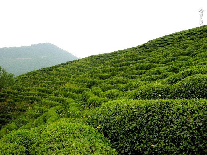 【图】西乡茶山好去处(自驾游作业)