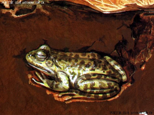 【图】学学青蛙冬眠正当时,来年抱个金蛙蛙_速腾论坛_汽车之家论坛