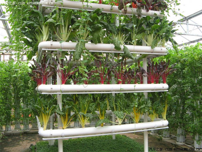 【图】高超的种植技术--寿光蔬菜节归来_POL
