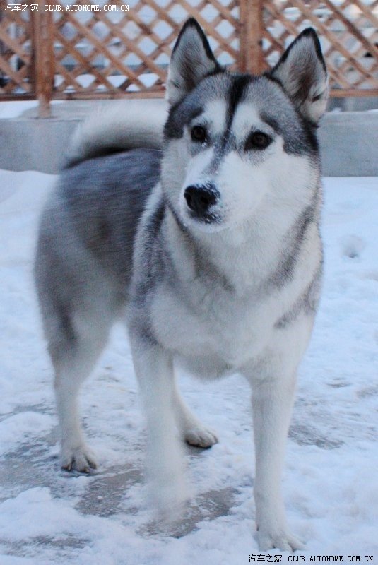 【图】大家买的保险都多钱?盗抢险到底是否该