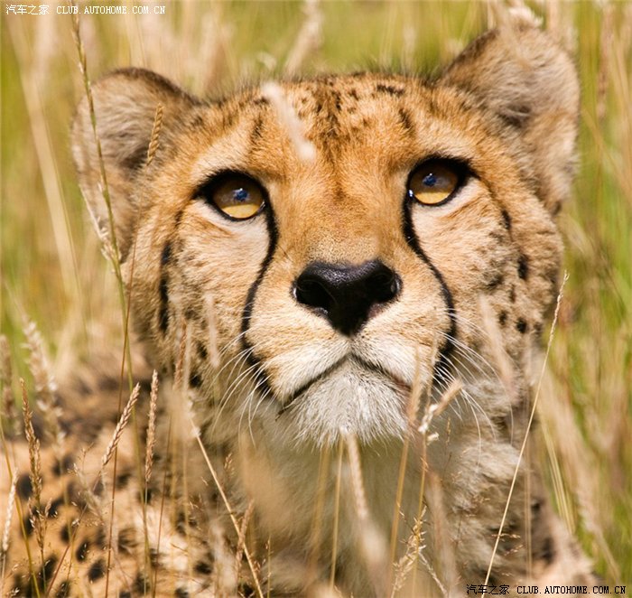 【图】以公司或个人名义买车有区别吗?谢谢