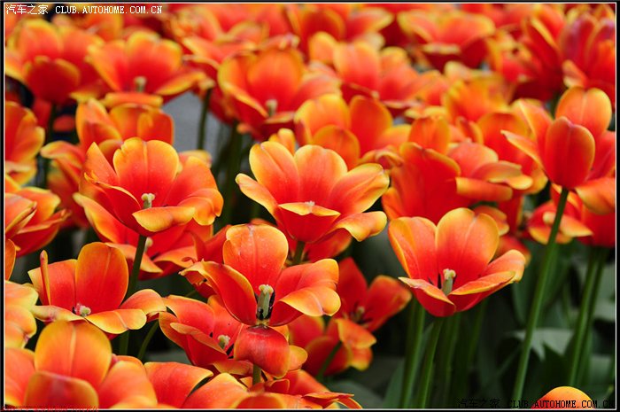 【图】【农】献给母亲节的鲜花~~~~~~~~~~~~~~~~~~~~_摄影论坛_汽车之家