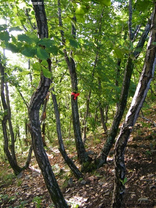 【图】宝泉岭与共青农场交界的--美丽的烟筒山