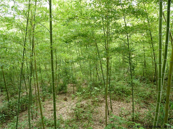 玉溪峨山竹海高香茶厂绿色自驾游